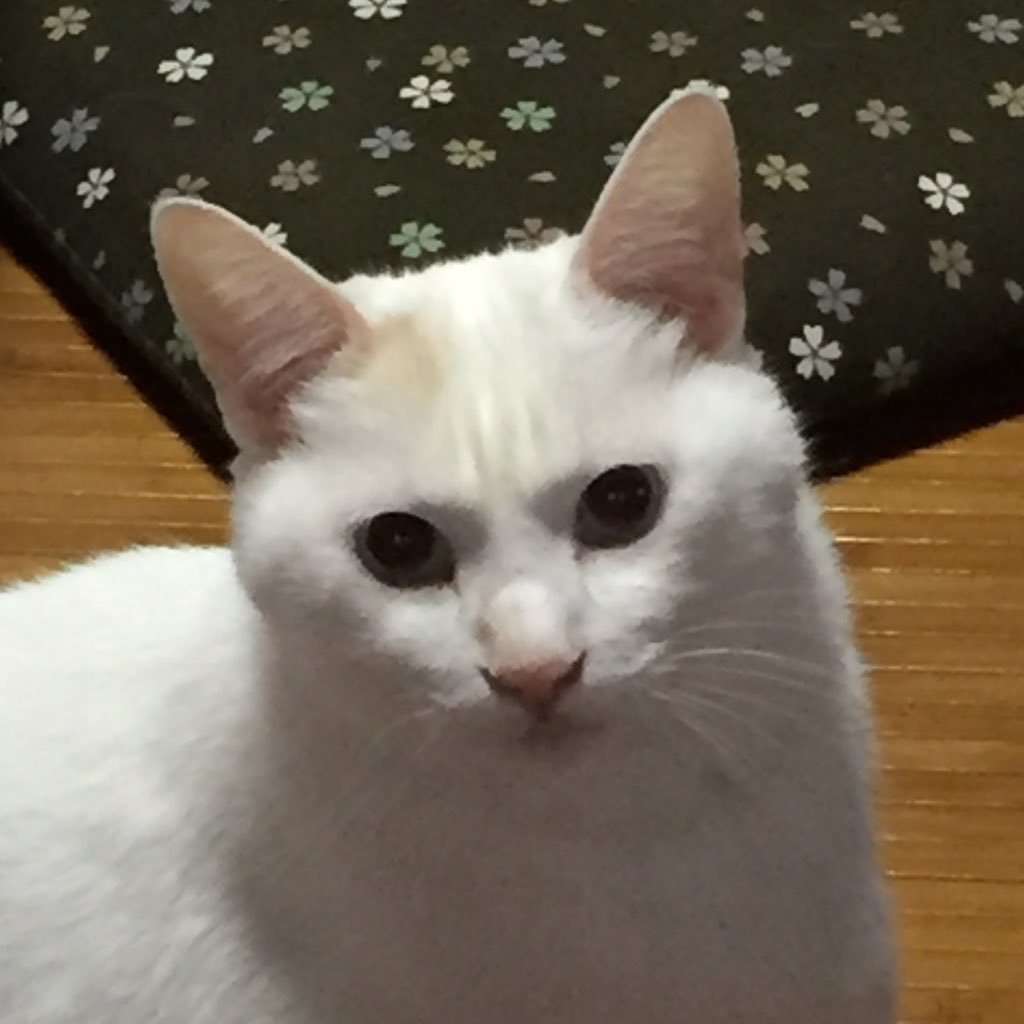 Shuuiti313's profile picture. MTGやってます！ モダンが大好き！二児のお父さんになりました子育てに悪戦苦闘してます！