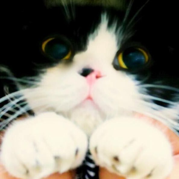 ymgc_hrk's profile picture. まいめろだいすき♡３児のまま♡すこちゃん2匹♡