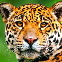 Cedar Valley MS (@cevmsjags) 's Twitter Profile