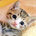 もなか🐈 (@spitzmk82) Twitter profile photo もなか🐈 (@spitzmk82) Twitter profile photo
