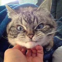 TomGuy (@catguy177) 's Twitter Profile Photo TomGuy (@catguy177) 's Twitter Profile Photo