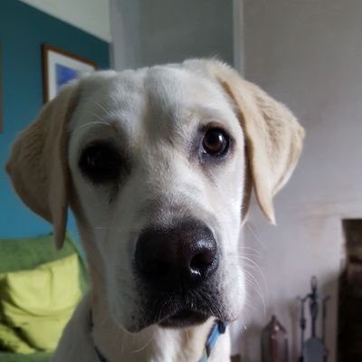 tdopumpkins's profile picture. Owner of a crazy Labrador