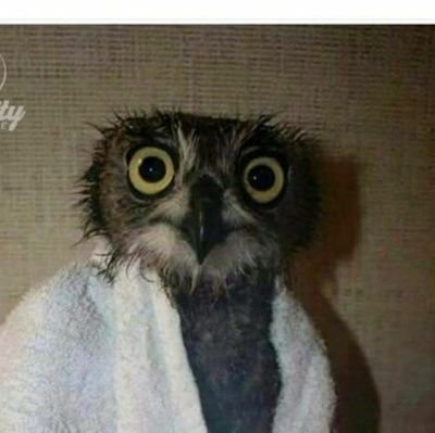 v2online's profile picture. 