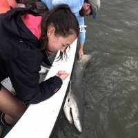 Serena Wong (@shark_serena) 's Twitter Profile