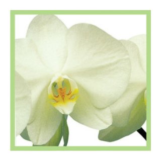 Since 1987, we’ve helped several communities add beauty to their homes by artfully crafting gorgeous orchid arrangements. Come see us today!
