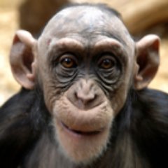 Shaved Chimps W.O.M.M.B.A.T. (Word Of Mouth Marketing Blog And Tips) provides basic Marketing Tips that are so easy to execute even a Shaved Chimp can do it.