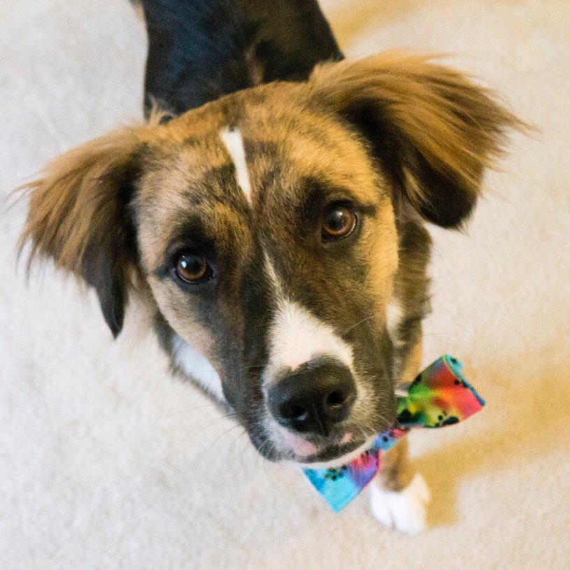 I was a rescue that turned out to be a natural alerter and have been in training ever since! My mom and I educate people about service animals.