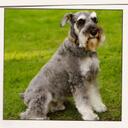 Maximus Marshall - @ibaschnauzer - Twitter