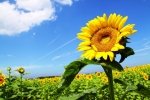 otomarujapan's profile picture. 勉強アカ。働きながら通信大学生。文学部Ⅰ類。普通課程。現在113単位。 2児ママ。音楽と映画は雑食。クラシック音楽はマニア。仕事も子育ても勉学も、思いっきり楽しむ！！