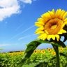 otomarujapan's profile picture. 勉強アカ。働きながら通信大学生。文学部Ⅰ類。普通課程。現在113単位。 2児ママ。音楽と映画は雑食。クラシック音楽はマニア。仕事も子育ても勉学も、思いっきり楽しむ！！