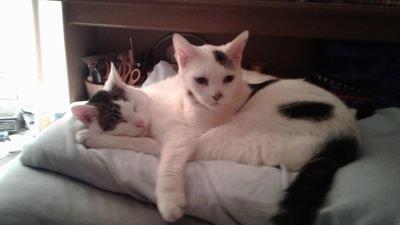 SandraG87944968's profile picture. Retired, Mom, animal lover, Hillary backer, trump hater, Chicago Cubs superfan.