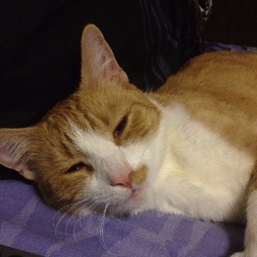 Amazing_Bee69's profile picture. ❤️🍮🍰☕️❤️ 🐝