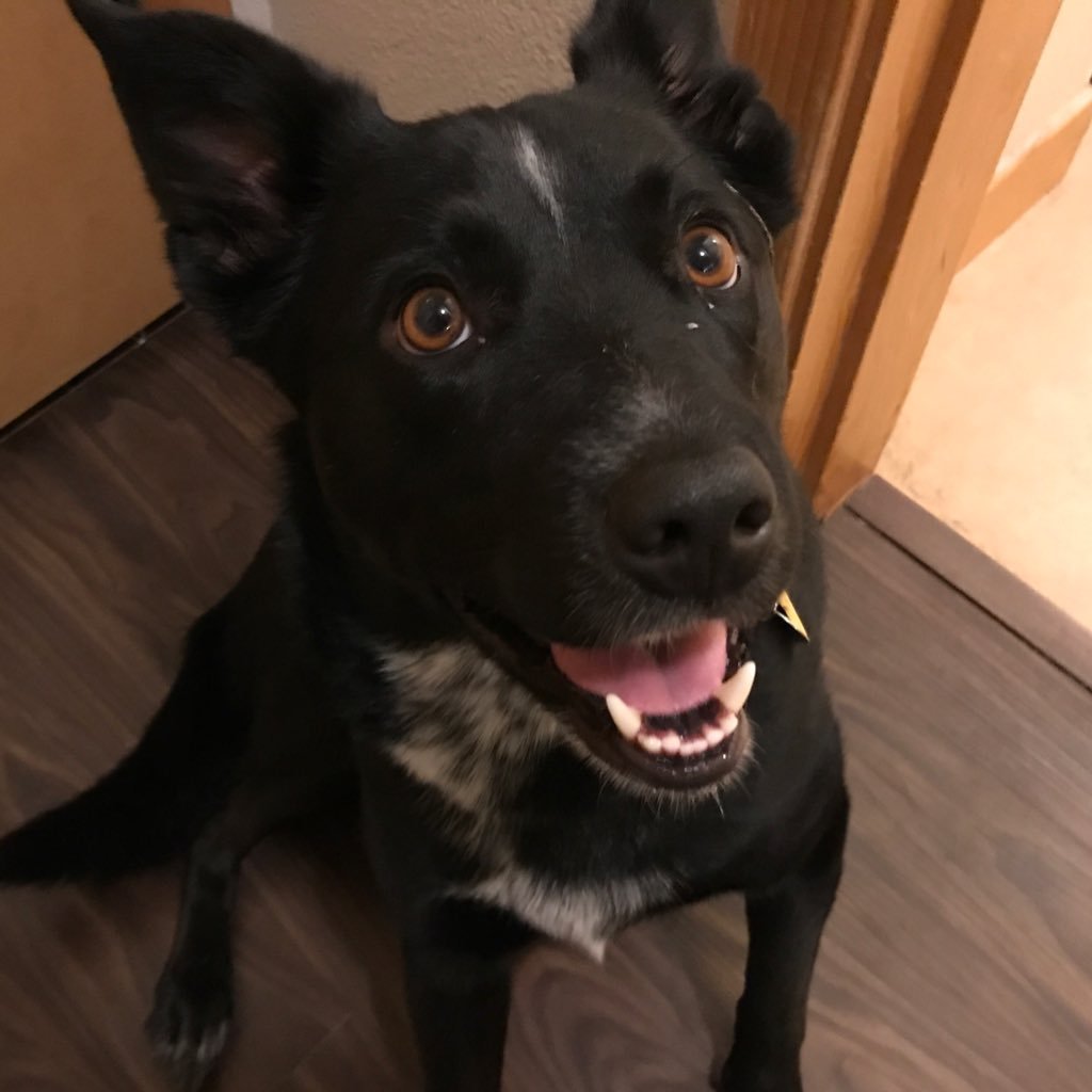 nullptrderef's profile picture. 