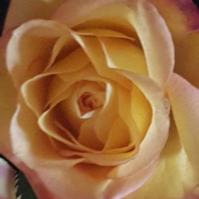 EverRandomBerry's profile picture. Consciousness matters ~ No Matter Where We Matter From 🌏🌎🌍 RESPECT ❤ & Kindness IS ABSOLUTELY 🗝 To Humanity BECOMING the BEST IT WILL BE ☀️🌕☮❤🌻🌱🌳🐘🎶