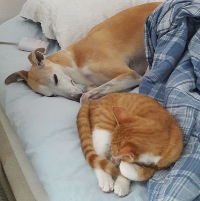 Sippo born 2008, whippet male. eats everything he can find, GW, kitten exploring life. Living in Torekov,Sweden.