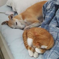 Sippo, GW and Ingrid (@ifwhippet) 's Twitter Profile
