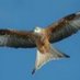 Warter Red Kites (@warterredkites) Twitter profile photo Warter Red Kites (@warterredkites) Twitter profile photo