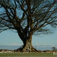 sycamore_times's profile picture. 