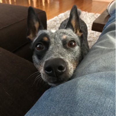 bradleydelliott's profile picture. Business owner of Electronic Lifestyle Associates. Design Home Theaters and Home Automation Systems for residential and commercial applications