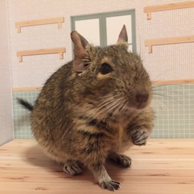 yoriyori_pigou's profile picture. 2014年8月に初めてデグーをお迎えしました。2020年8月にチンチラのシャルルが家族に加わりました。デグーのピグちゃん♡、チンチラのシャルル♡はかけがえのない存在です。絵画、読書、映画、ゲームが好きです✨お気軽にフォローして下さい😊無言フォロー失礼します🙇‍♀️