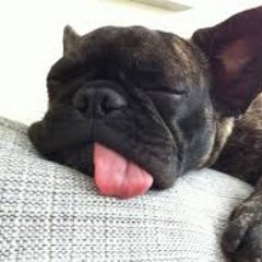 SnoozeBreeze's profile picture. Just trying to get my kickstarter going