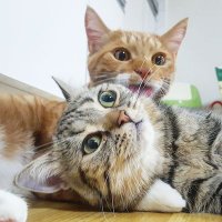 토토 ❤️ 쿠쿠 💙 삐삐 💛 (@totos2kuku) 's Twitter Profile Photo