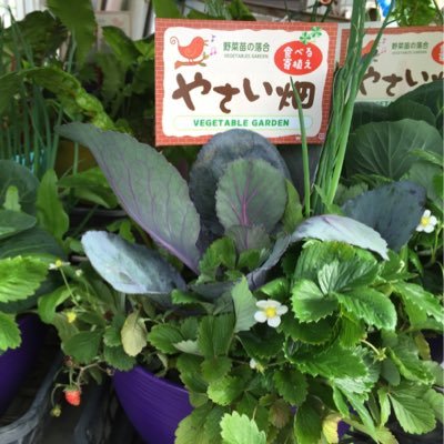 神奈川県藤沢市で家庭菜園用の野菜苗を周年栽培している、野菜苗の落合です。 https://t.co/QdebFw3xrX 野菜苗の落合ホームページはこちら‼️https://t.co/5SuHEFfeiq