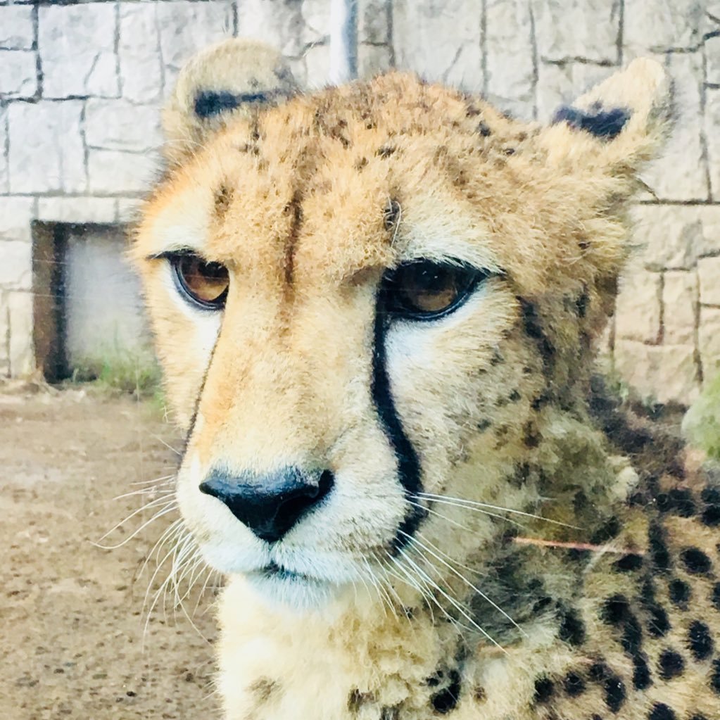 ｸﾎﾞ🐆さんのプロフィール画像