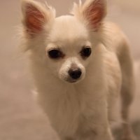 Maree (@bickys) 's Twitter Profile