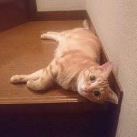 ☆ゆかちん☆ (@yuuuuuuuuuka39) Twitter profile photo