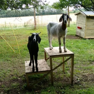 Maehwerk's profile picture. We are three goats that want to take over the world! And eat. 🌍

Instagram: maehwerk