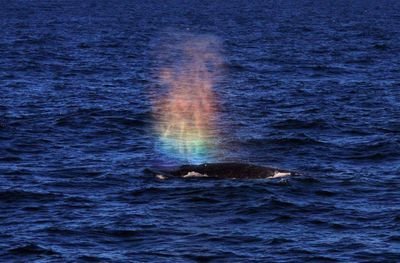 LitecoinNeedy's profile picture. Litecoin Beggar