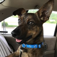 CT (@ctcedar) 's Twitter Profile