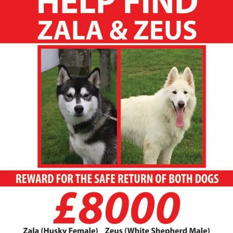 Zala & Zeus official twitter page. Please help to get them home! for possible sightings or any information call Jacqui on 07961074802