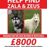 Find Zala & Zeus(@findzalaandzeus) 's Twitter Profile Photo