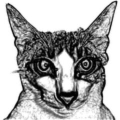 chinablues's profile picture. A single parent of kitty girls