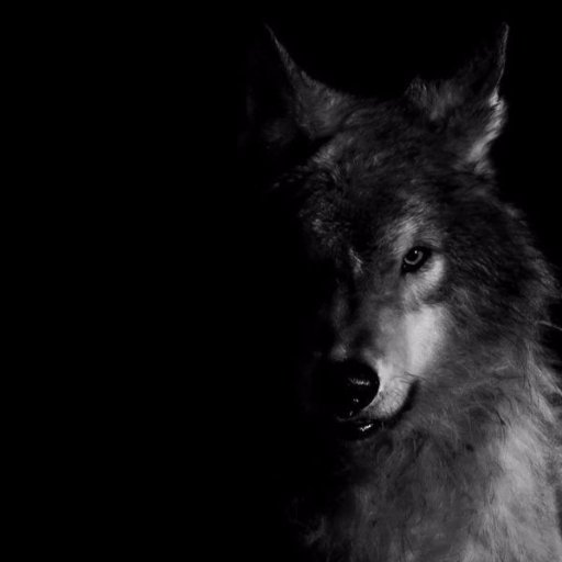 Pulsar_turk's profile picture. 🇹🇷