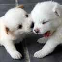 sora Yoon - @yoonchu - Twitter