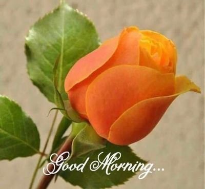 MsSulthan1's profile picture. 