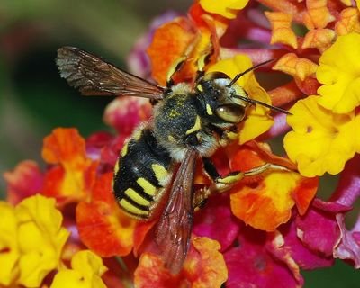 Colorado mom tweeting about all things bees. ❤🐝 #beekeeping #savethebees