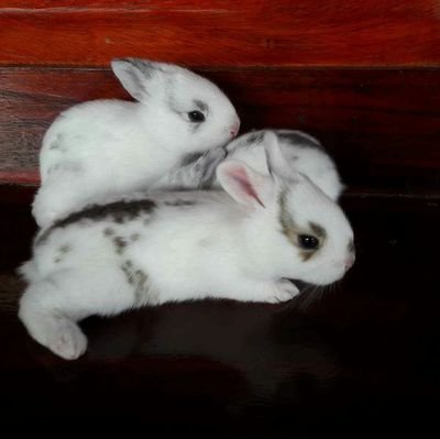 wkanticha's profile picture. 