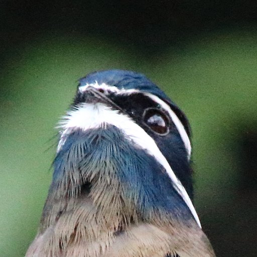 Lifelong birder who loves travelling. Believes in fairness and equality for all.