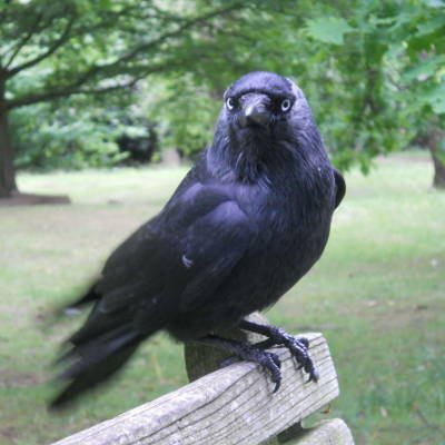 UKNeezer's profile picture. A very happy jackdaw looking forward to a bright and wonderful future. Collects shiny things. Tenor.

#ActuallyAutistic

It/it/its.