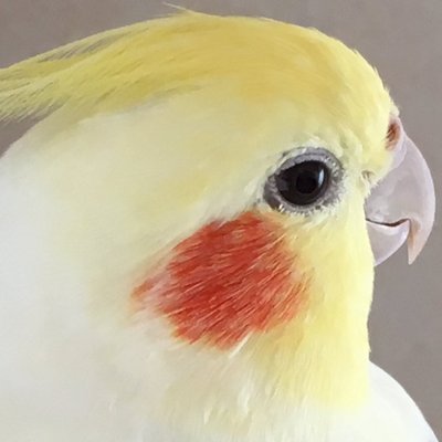 ぴよこのプロフィール写真