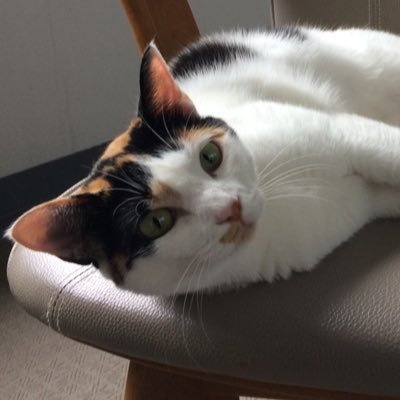 ygku19's profile picture. 愛猫アカウント。「わさび」は猫の名で飼い主ではありません。新潟県ダンボール出身、関東在住、2015年11月生(推定)。無言フォローOK。いかがわしい垢からの接触は全て運営報告&ブロックします。猫であってもYouTube見ません。猫を見たいので政治的発言ばかりだとミュートにするかも。飼い主@wasabikainushi