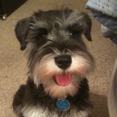 I am a miniature schnauzer living and playing in Lafayette, CO with @mpascoe and his wife @SPascoeDPT