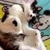 bono☆🐈 (@bono3lo1) Twitter profile photo bono☆🐈 (@bono3lo1) Twitter profile photo