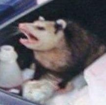 llSushll's profile picture. What