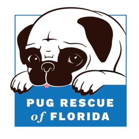 Pug Rescue of Florida is a non-profit 501c3 dedicated to rescuing abused, abandoned and neglected Pugs and Pug Mixes, and securing forever homes for them.