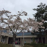 Mrs Saito's Class (@mrssaito1) 's Twitter Profile